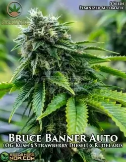 Bruce Banner Auto Cannabis Seeds featuring OG Kush and Strawberry Diesel