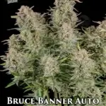 Bruce Banner (Autoflower) - Fast Buds