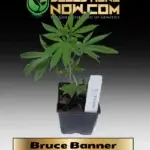 Bruce Banner Clones - ACC