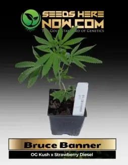Bruce Banner Cannabis Clone in Soil Pot