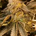 Brute Fruit (Regular) - Green Team Genetics