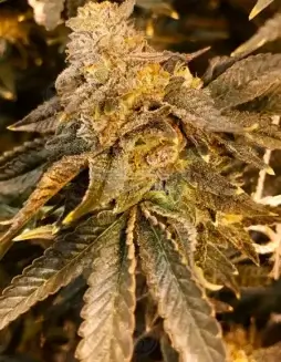 Brute Fruit cannabis seeds by Green Team Genetics, featuring Fruitbound and Cookie Pebbles lineage