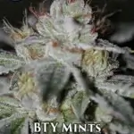 BTY Mints (Regular) - Sin City Seeds