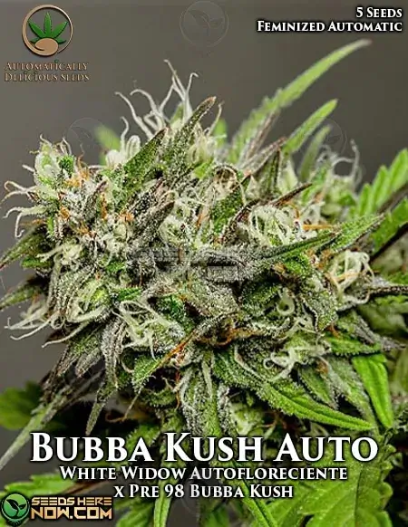 Bubba Kush Auto Cannabis Seeds - Robust Indica Blend by Automatically Delicious