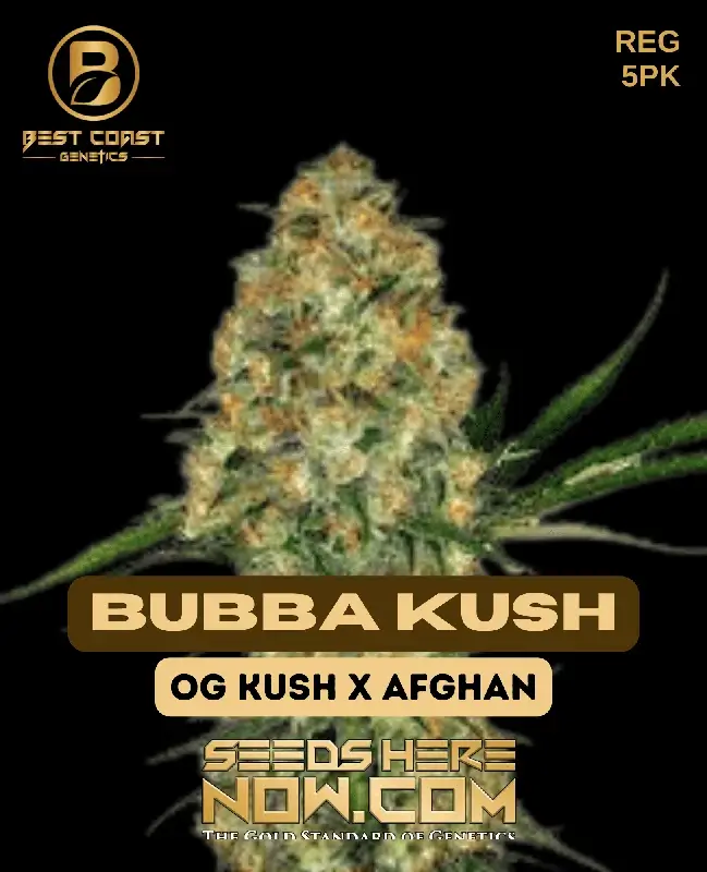 Bubba Kush Cannabis Seeds by Best Coast Genetics, featuring earthy and chocolate aromas