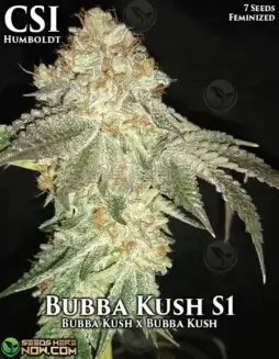 Pack of Bubba Kush S1 Feminized Seeds by CSI Humboldt