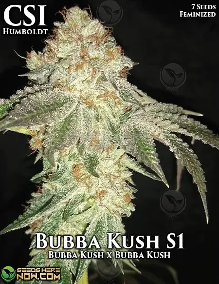 Pack of Bubba Kush S1 Feminized Seeds by CSI Humboldt
