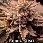 Bubba Kush S1 (Feminized) - Dr. Blaze