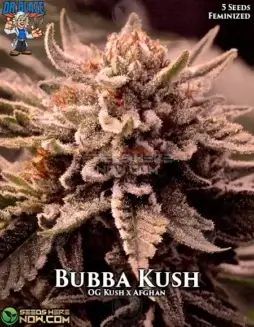 Pack of Bubba Kush S1 Feminized Seeds by Dr. Blaze featuring Indica Dominance and High THC Levels