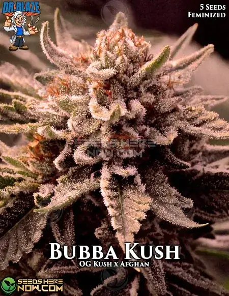 Pack of Bubba Kush S1 Feminized Seeds by Dr. Blaze featuring Indica Dominance and High THC Levels