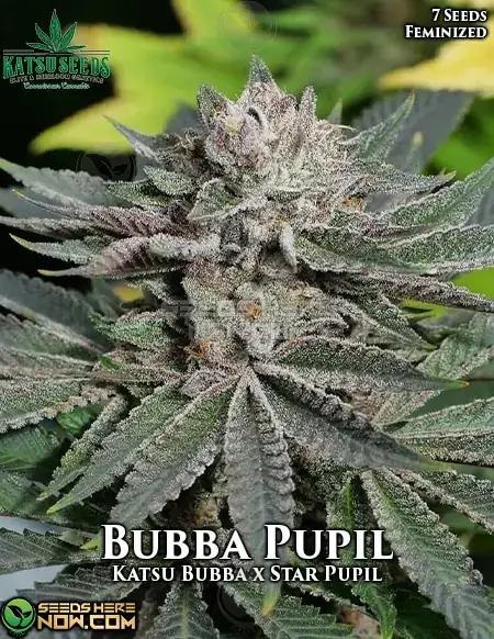 Bubba Pupil Feminized Seeds - Indica Dominant Hybrid with Earthy and Floral Aromas