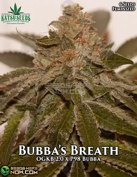 Packaging of Bubba's Breath Feminized Cannabis Seeds - Indica-dominant hybrid from Katsu Seeds