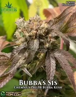 Bubba's Sis Feminized Seeds (space) Earthy, Sweet Aromas with 20(space)25% THC