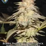 Bubble Banana Gum Bonus Pack (Feminized) - T.H. Seeds
