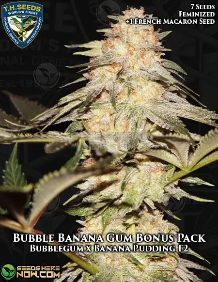 Bubble Banana Gum cannabis seeds by T.H. Seeds, feminized seeds with banana and bubblegum flavors