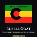 Bubble Goat (Feminized) - Irie Genetics