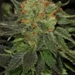 Bubblegum (Autoflower) - T.H. Seeds