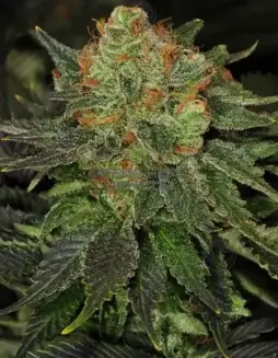 Bubblegum Auto Cannabis Seeds (space) Sweet, Fruity Aroma with Easy Growth