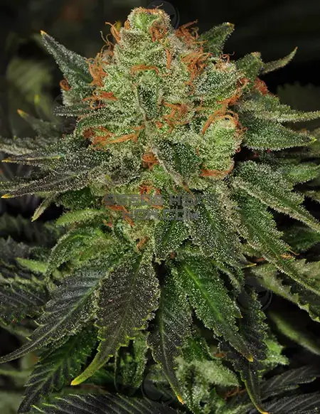 Bubblegum Auto Cannabis Seeds - Sweet, Fruity Aroma with Easy Growth