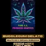 Bubblegum Gelato S1 (Feminized) - Pure XX