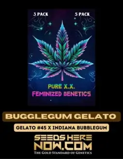 Bubblegum Gelato S1 Cannabis Seeds (space) Sweet and Fruity Hybrid by Pure XX