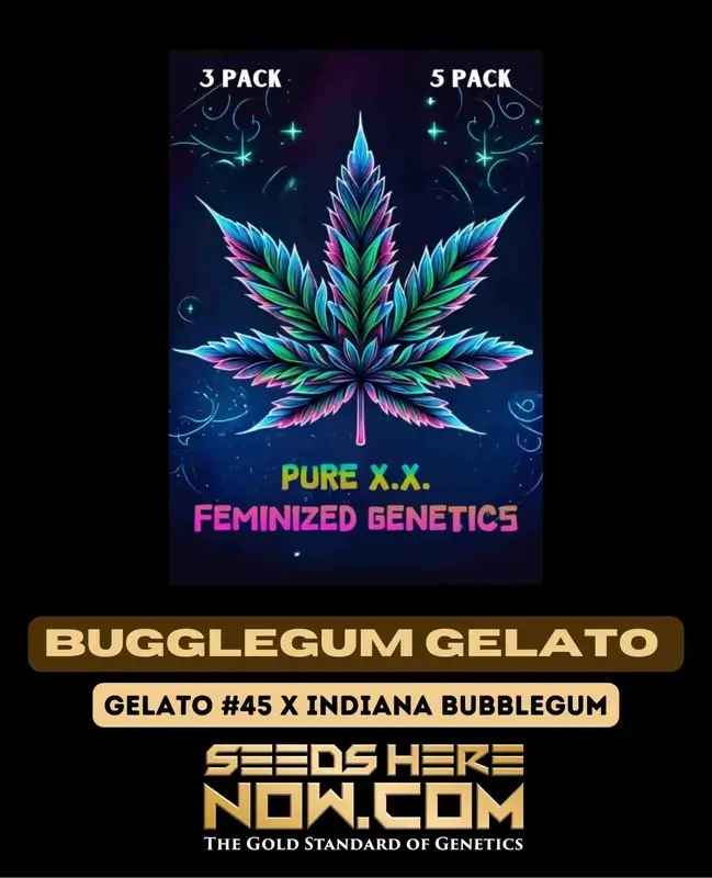 Bubblegum Gelato S1 Cannabis Seeds - Sweet and Fruity Hybrid by Pure XX