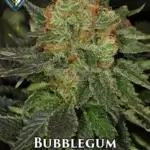 BubbleGum (Regular) - T.H. Seeds