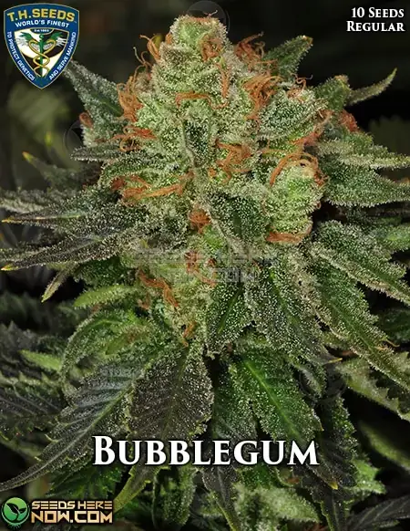 BubbleGum cannabis seeds, regular type by T.H. Seeds featuring sweet, fruity aroma and hybrid effects