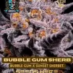 Bubblegum Sherbet S1 (Feminized) - Elite Clone Seed Company
