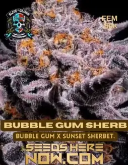 Bubblegum Sherbet S1 cannabis seeds in packaging, displaying vibrant colors and detailed trichome coverage
