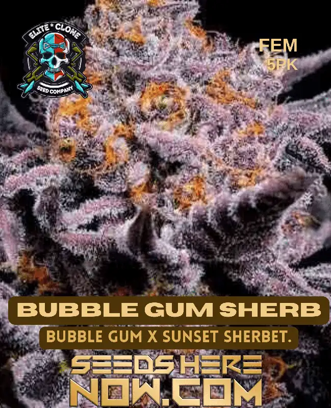 Bubblegum Sherbet S1 cannabis seeds in packaging, displaying vibrant colors and detailed trichome coverage