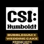 Bubblegum x Wedding Cake (Feminized) - CSI Humboldt