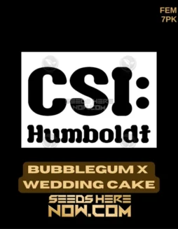 Bubblegum x Wedding Cake feminized seeds packaging and close(space)up view of mature cannabis plant