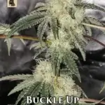 Buckle Up (Regular) - GibbsKutz Genetics