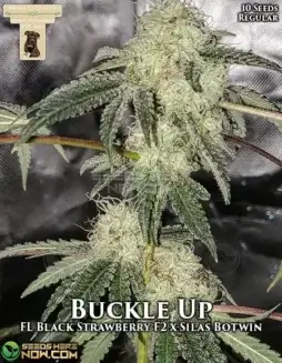 Buckle Up Regular Cannabis Seeds (space) Hybrid Strain by GibbsKutz Genetics