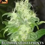 Buddha's Footsteps (Regular) - Blackbird Preservations