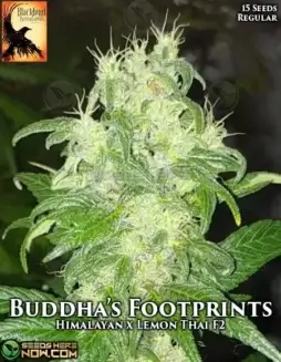 Buddha's Footsteps Regular Seeds pack (space) Himalayan x Lemon Thai F2 hybrid by Blackbird Preservations