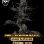 Bulls On Parade (Regular) - S.A.G.E.masta Select