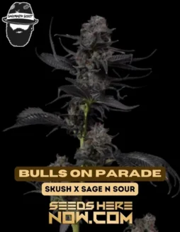 Bulls On Parade Regular Cannabis Seeds featuring genetics from S Kush and S.A.G.E. 'n Sour