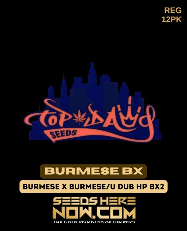 Burmese BX regular cannabis seeds pack by Top Dawg Seeds, featuring earthy and citrus aromas