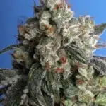 Burmese Kush (Regular) - T.H. Seeds