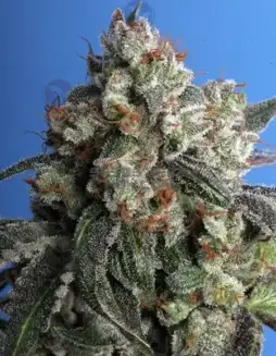 Burmese Kush cannabis seeds by T.H. Seeds, Indica dominant hybrid with earthy, pine, and citrus flavors