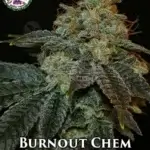 Burnout Chem (Regular) - Dominion Seed Company