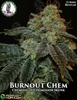 Pack of Burnout Chem Regular Seeds (space) Chem D x Dominion Skunk