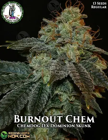 Pack of Burnout Chem Regular Seeds - Chem D x Dominion Skunk