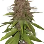 C4 (Autoflower) - Fast Buds