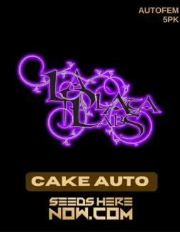 Cake Auto (Wedding Cake) cannabis seeds by La Plata Labs, featuring vanilla and citrus aromas