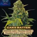 Cake Batter S1 (Feminized) - Pure XX