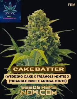 Image of Cake Batter S1 cannabis seeds packaging by Pure XX, showcasing feminized seeds