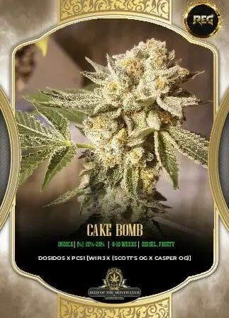 Cake Bomb cannabis seeds - Regular type by S.O.T.M., featuring Scott's OG and Casper OG lineage